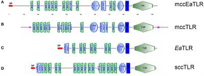 Developmental and Immune Role of a Novel Multiple Cysteine Cluster TLR From Eisenia andrei Earthworms
